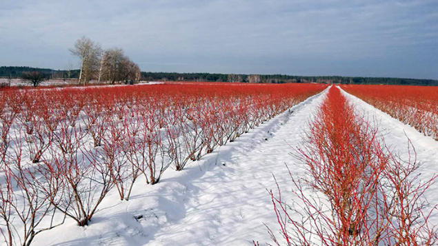 Winter Crops