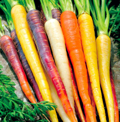 Rainbow Carrot Seed Blend