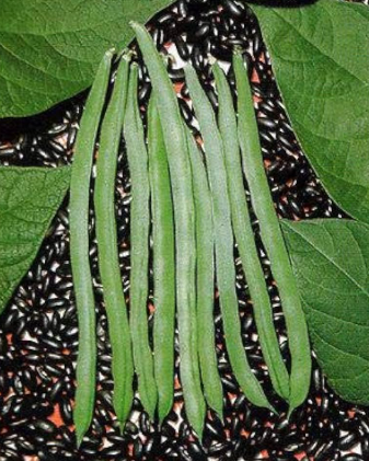 Premium Bush Bean Seeds