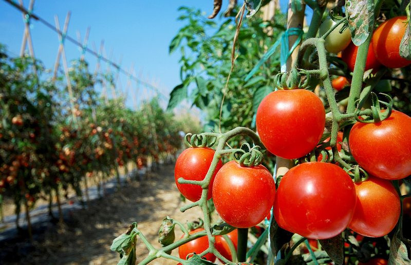 Heirloom Tomatoes