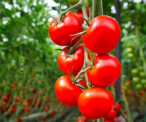 Heirloom Tomatoes
