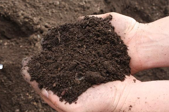 Premium Organic Compost